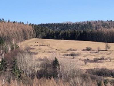Domki Pod Kiczera W Baligrodzie, Bieszczady Exterior foto